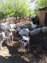 кози ярета ....., снимка 2