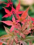 Ацер „Бени-Майко“ (Acer palmatum 'Beni-maiko') – Японски японски клен, снимка 3