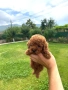 Пудел Той/Poodle toy, снимка 5