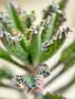Каланхое Дегремонтиана (Kalanchoe daigremontiana) – живородно сукулентно растение, снимка 5