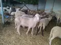 Продавам 2 бр.кочове, снимка 2