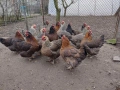 Продавам катунски кокошки, снимка 5