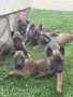 Белгийска овчарка Малиноа, снимка 6