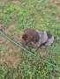 Кучета круцхарт, снимка 1