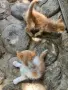 4 малки котенца, снимка 2