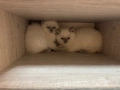 Шотландски късокосмести котенца, снимка 6