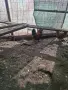 Декоративни кокошки, снимка 6