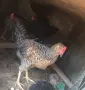 Свободни  петли, снимка 2