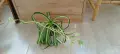 Филодендрон (Philodendron) / Сингониум (Syngonium), снимка 15