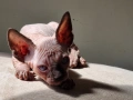 Канадски сфинкс, котенца, снимка 7
