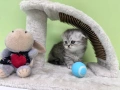 🐾 Шотландски клепоухи (Scottish Fold) и британски (British Shorthair) котенца, снимка 8