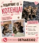 Подаряват се котенца, снимка 1