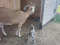 Мъжко козле Мини Нубиан (Mini Nubian), родено на 14.06.2026 г., снимка 4