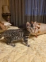 Бенгалска котка, снимка 3