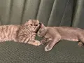 Британски / шотландски котенца , снимка 10
