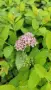 Японска спирея Голден принцес, Spiraea japonica Golden princess, снимка 9