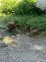 Декоративни кози, майка с две козлета и една бремена коза. , снимка 6
