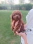 Пудел той/poodle toy, снимка 2