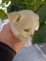 Продавам Чихуахуа, снимка 4