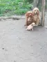 Кученца кокерчета, снимка 1