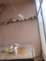вълнисти папагали , снимка 4