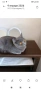 Британска котка, снимка 3