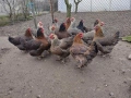 Продавам катунски кокошки, снимка 2