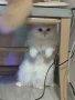 Бяла персийска котка, снимка 1