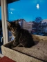 Уникални котенца Мейн кун , снимка 4