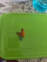 Стъклен папагал, снимка 5