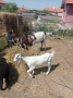 Продавам овце кози, снимка 6
