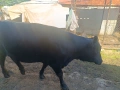 Продавам теле, снимка 1