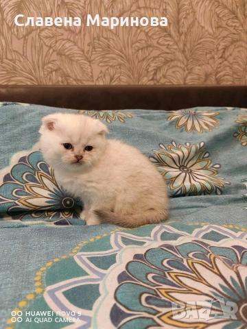 Шотландски котки , сребърна чинчила, колорпойнт, дългокосместо шотландско коте , снимка 7 - Чинчили - 54590741