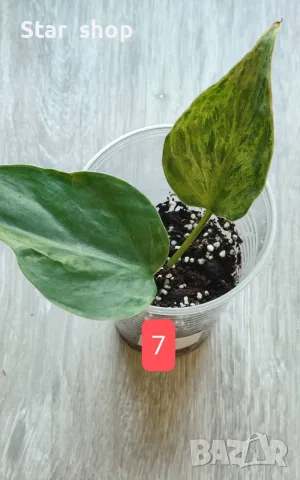 Филодендрон- Philodendron Hederaceum Variegata, снимка 7 - Стайни растения - 55295623