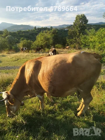 Месодайна юница на първото теле