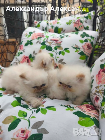 Персийски котенца Крем Пойнт (Хималайски), снимка 4 - Персийска - 54891125