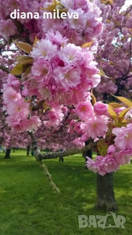 Японска Вишна Канзан, Сакура, Prunus Serrulata Kanzan