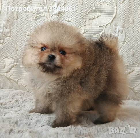 Мини Померанчета , снимка 9 - Померан - 54795093