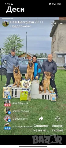 немски овчарки на 2 мес. , снимка 10 - Немска овчарка - 55396923