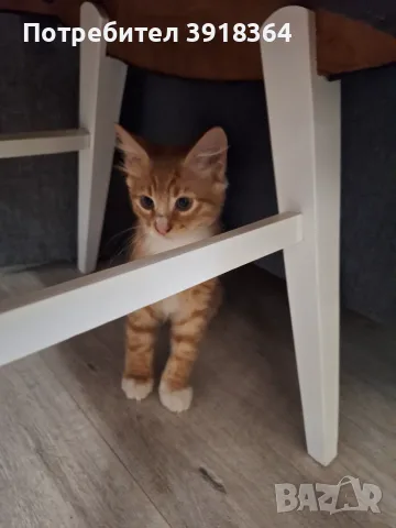 Малко пухкаво коте, снимка 7 - Други - 55435306