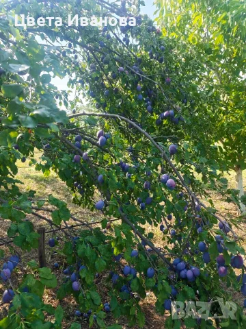 Сини сливи за прясна консумация и ракия, снимка 4 - Други - 55340560