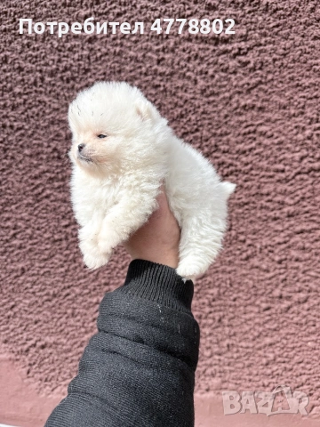 Топ мини померанчета , снимка 5 - Померан - 53990081