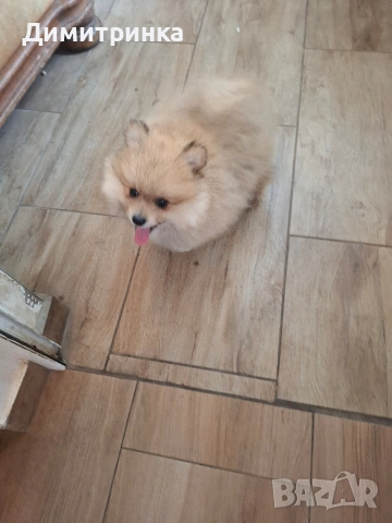 Момче ср.немски шпиц, снимка 4 - Шпиц - 54172061