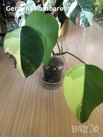 Monstera Marmorata Tricolor 