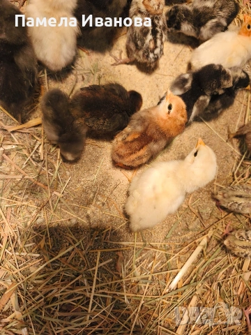 Пиленца и пъдпъдъци на една седмица , снимка 4 - Кокошки и пуйки - 54167621