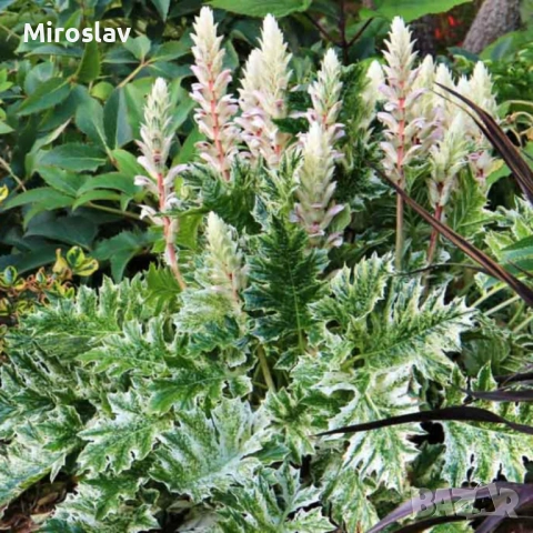 Акантус (Меча стъпка)