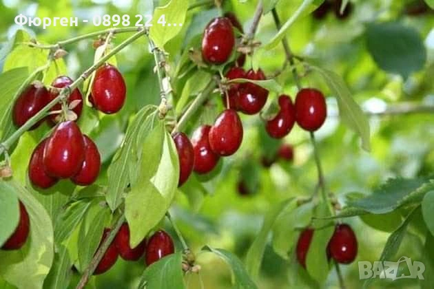 Дрян – Фиданки | Сорт Джолико, снимка 3 - Разсади - 54656086
