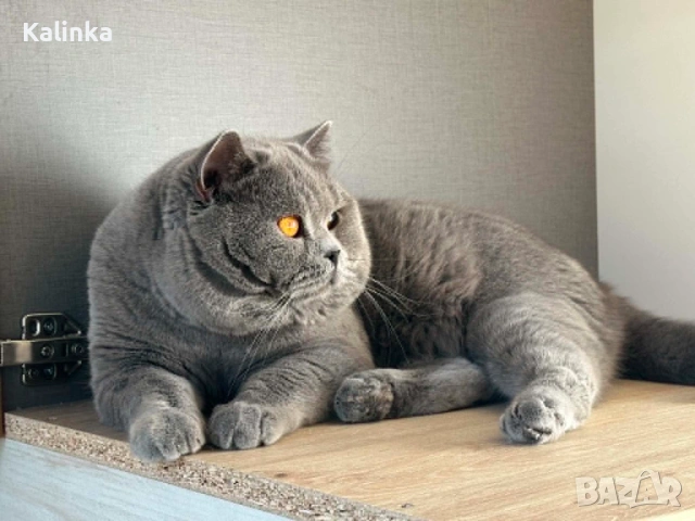 Пухкави сини британчета, снимка 17 - Британска късокосместа - 54721332