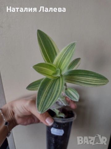 Традесканция, tradescantia Gold stripes
