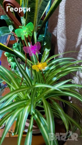 Клипс "пеперуди" за орхидеи, високрастящи или увивни растения., снимка 11 - Стайни растения - 54045504